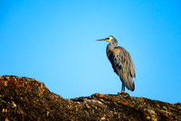 SC124 White Faced Heron, Bundjalung National Park NSW